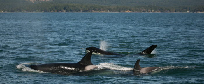 Biggs Orcas T46B’s and T100’s in Haro Strait