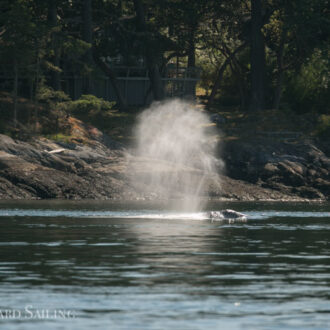 Gray Whale CRC1364 in Griffin Bay