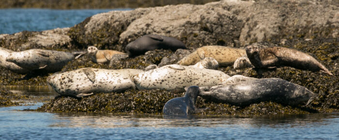 Short sail wildlife tour Short sail wildlife tour