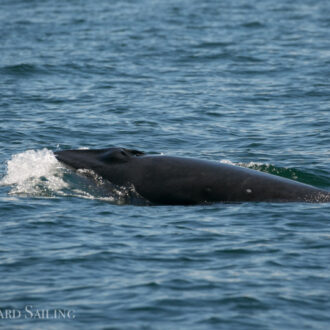 Epic minke encounter on Salmon Bank