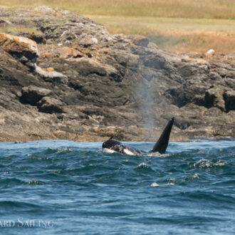 Biggs Orcas T65A’s with T125A and T128 on west side of San Juan Island