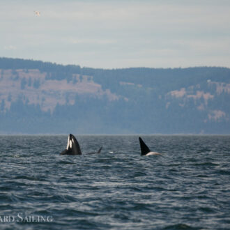 Biggs Orcas T123’s in San Juan Channel