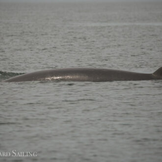 Minke on Salmon Bank, Gray whale in Cattle Pass