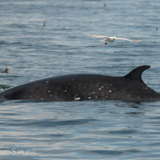 Sailing south with seals, sea lions and a minke whale