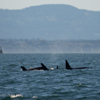 Sailing with a schwack of Transient orcas