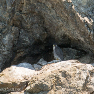 Bald eagle chick, Peregrine falcon, and minke whale, oh my