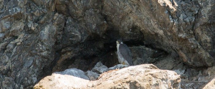 Bald eagle chick, Peregrine falcon, and minke whale, oh my Bald eagle chick, Peregrine falcon, and minke whale, oh my