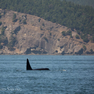 Orcas T49A1 and T49A2 near Patos, Peregrine falcons and bald eaglet