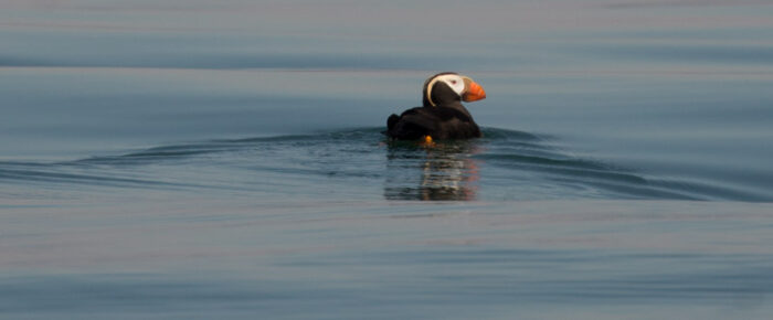 Humpback whale, minke whales and tufted puffins Humpback whale, minke whales and tufted puffins