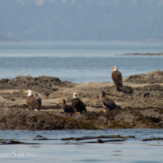 Orcas T77C and T77D in West Sound again plus eaglepalooza on Cactus Island