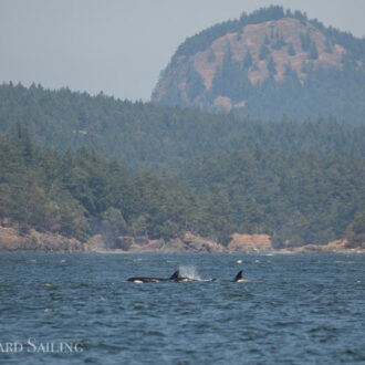 Biggs/Transient orcas T46B’s pass Friday Harbor