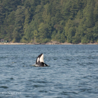 Orcas T34’s and T37’s in Guemes Channel