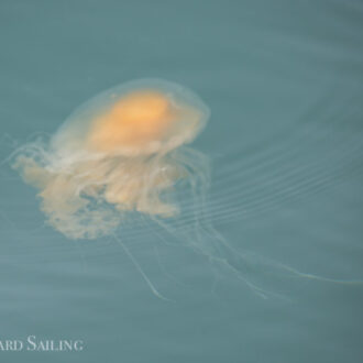 A sail to some of our favorite wildlife areas