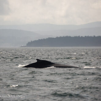 A pair of Humpback whales and Southern Resident orcas from L pod
