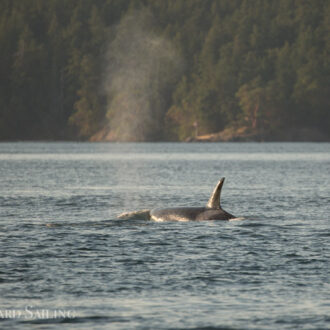 Biggs orcas T46B’s outside Friday Harbor