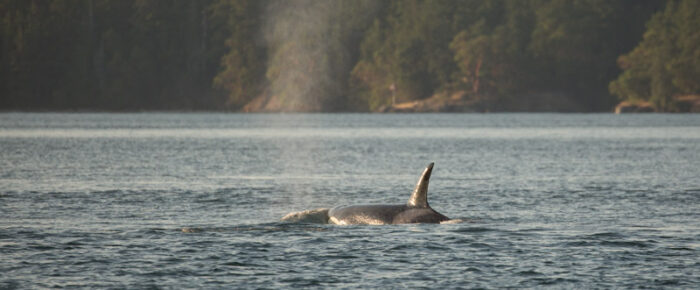 Biggs orcas T46B’s outside Friday Harbor