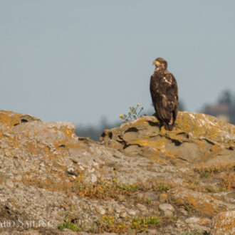 Bald eagle bonanza on Flattop Island