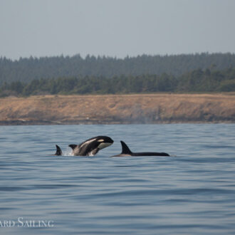 Minke whales and Biggs Orcas T37A’s