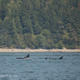 Biggs/Transient Orcas T37A’s in Rosario Strait