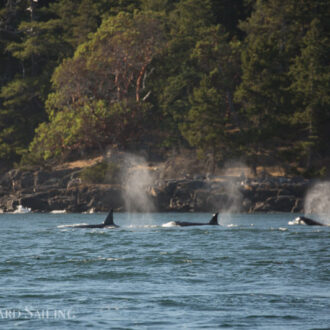 Strong winds and an orca encounter with the T37’s
