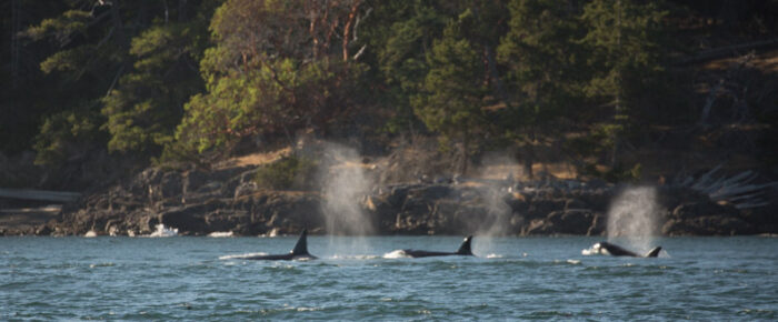 Strong winds and an orca encounter with the T37’s Strong winds and an orca encounter with the T37’s