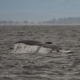 Sailing with humpback whales BCX1251 ‘Orion’ and BCY0267 ‘Wilkinson’