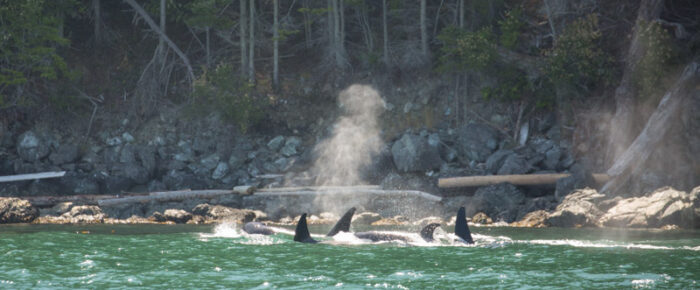A sail with Biggs/Transient orcas T65A’s in Rosario Strait A sail with Biggs/Transient orcas T65A’s in Rosario Strait