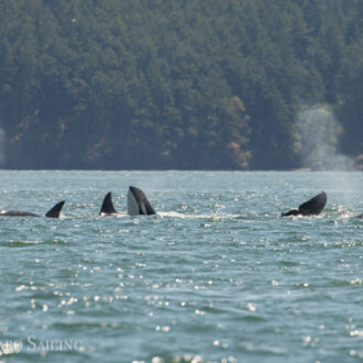 Full day sailing with orcas: T37A’s, T65A’s, T137’s, T36A2 & T36A3