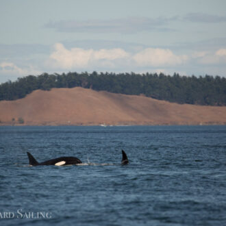 A distant view of humpback “Scratchy” and a trio of orcas T77C, T77D and T49A2