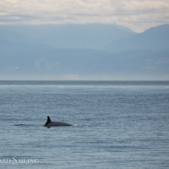 Sailing south to Salmon Bank and finding a minke whale