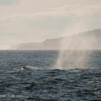 A wildlife tour with a humpback, sunset and moon rise