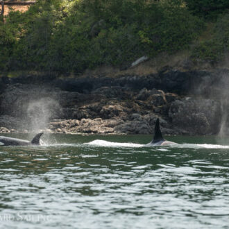 Orcas in San Juan Channel- T65A’s and the T37A’s