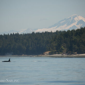 Biggs/Transient orcas T37A’s in Boundary Pass