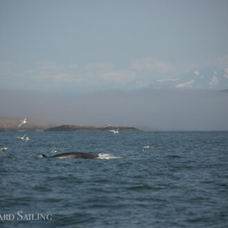 Foggy sail and a minke whale on Salmon Bank
