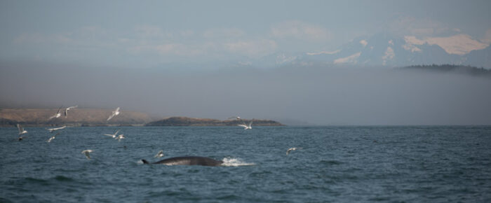 Foggy sail and a minke whale on Salmon Bank Foggy sail and a minke whale on Salmon Bank