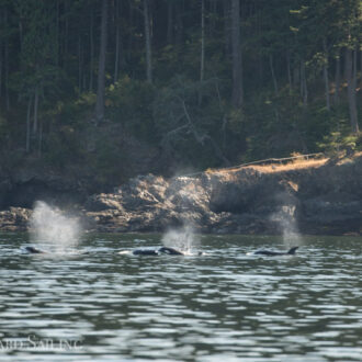 Biggs/Transient orcas T37A’s on the west side of San Juan