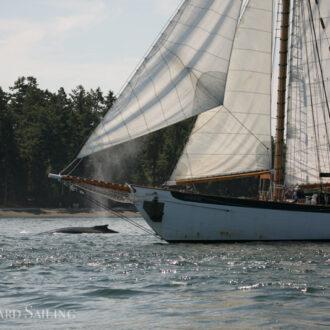 Humpback BCY0660 “Raptor” passes Friday Harbor