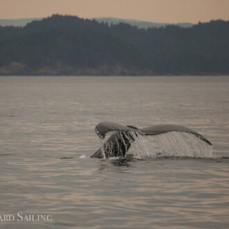 Full day sail with Orcas T65A’s and Humpback whale BCX1251 “Orion”