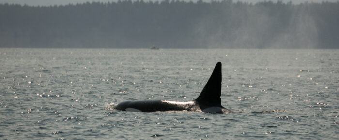 Biggs orcas T65A’s and T137’s by Turn Pt