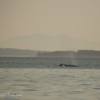 Sunset sail with Humpback “Split Fluke” & her calf