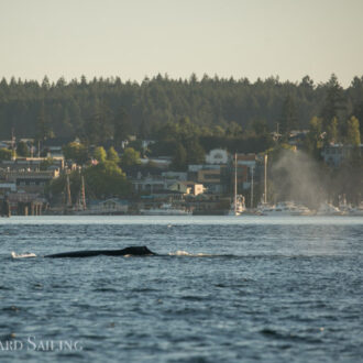 Humpback whale “Valiant” passes Friday Harbor
