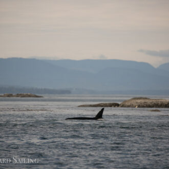 Biggs/Transient orcas T77C, T77D and T49A2 followed by T34’s and T37’s