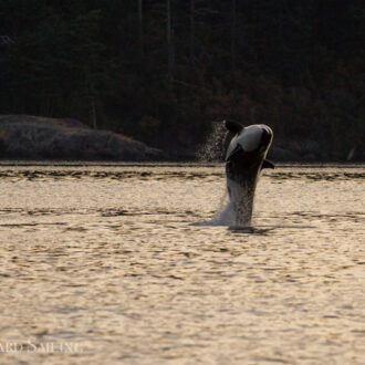 T37A’s in East Sound, Orcas Island