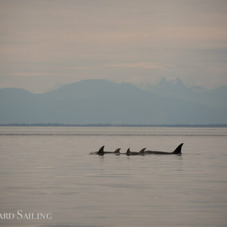 Biggs/Transient orcas T37A’s and a phenomenal sunset