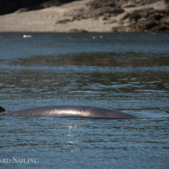 Minke whale in Cattle Pass