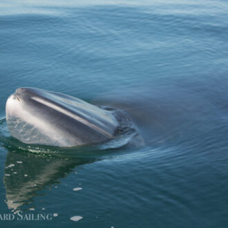 Best Minke whale mugging EVER