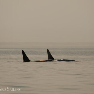 Large group of Biggs/Transient orcas by Middle Bank
