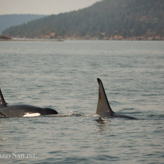 Biggs/Transient orcas T46’s and T137’s near Friday Harbor