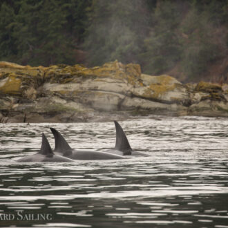 Orcas T77C, T77D and T49A2 by Java Rocks