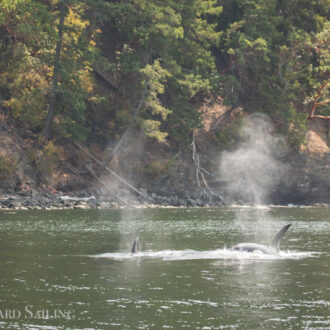 Orcas T37A’s by Obstruction Island